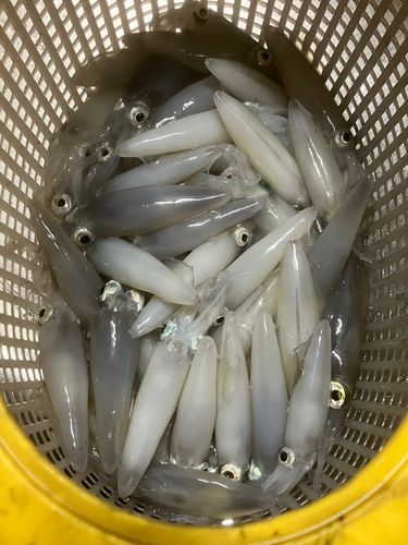 マメイカの釣果