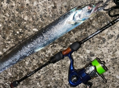 タチウオの釣果