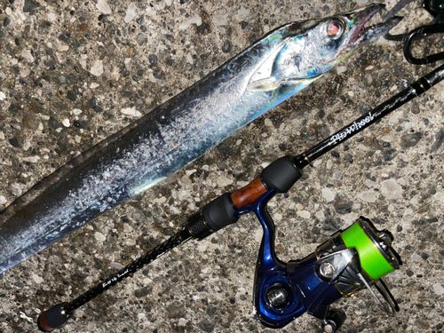 タチウオの釣果