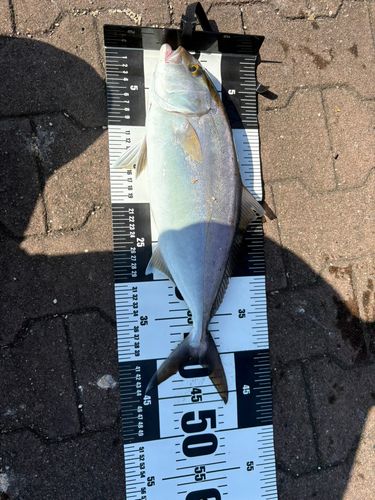ネリゴの釣果