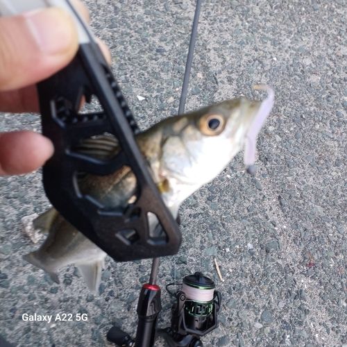 セイゴ（タイリクスズキ）の釣果