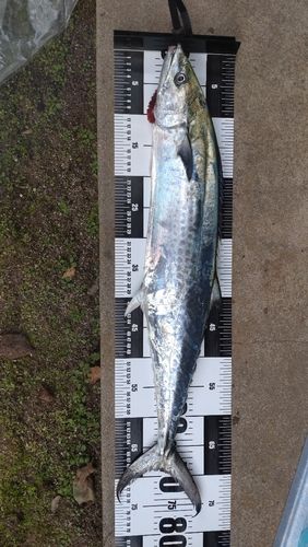 サワラの釣果