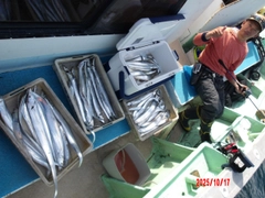タチウオの釣果