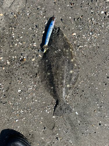 ショゴの釣果