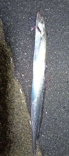 タチウオの釣果