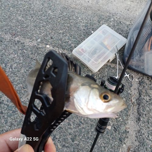 セイゴ（タイリクスズキ）の釣果