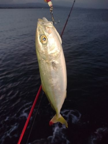 ツバイソの釣果