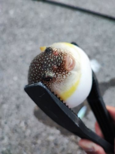 クサフグの釣果