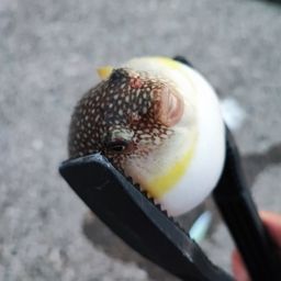 クサフグ