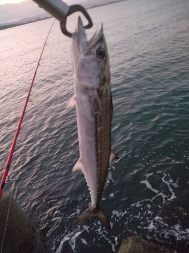 サゴシの釣果
