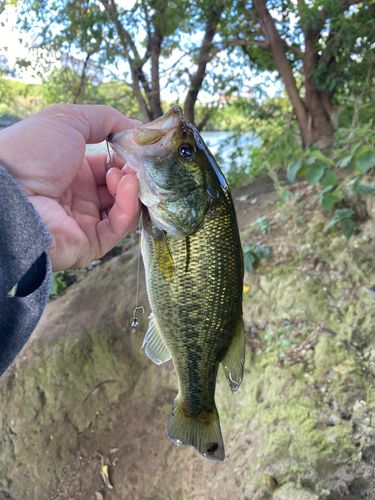ラージマウスバスの釣果