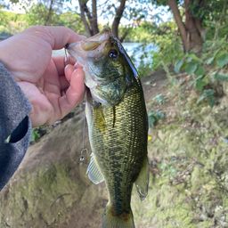 ラージマウスバス