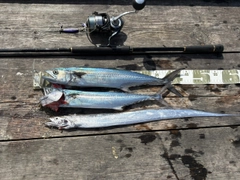 サゴシの釣果