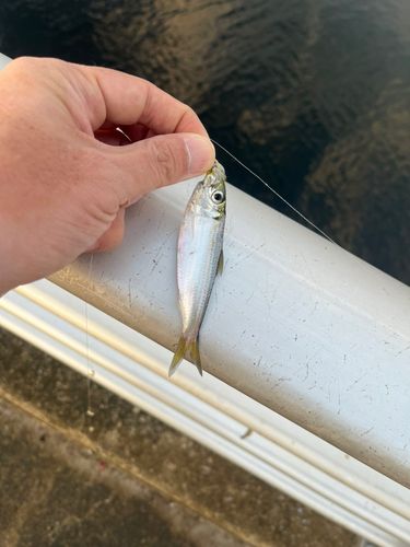 サッパの釣果