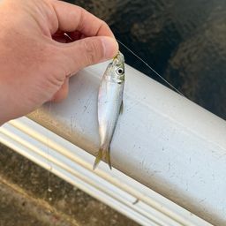 サッパ