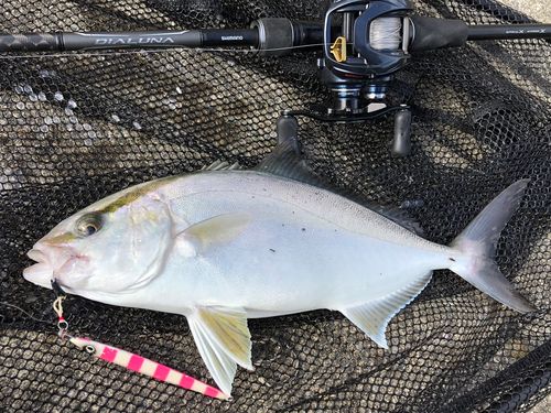 ショゴの釣果