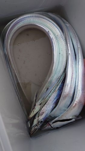 タチウオの釣果