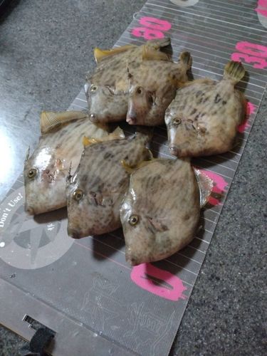 カワハギの釣果