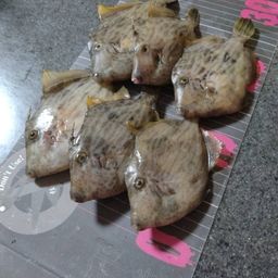 カワハギ