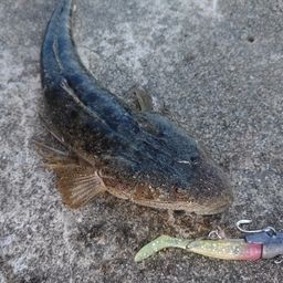 マゴチ