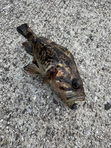 クロソイの釣果