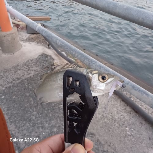 セイゴ（ヒラスズキ）の釣果