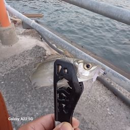 セイゴ(ヒラスズキ)
