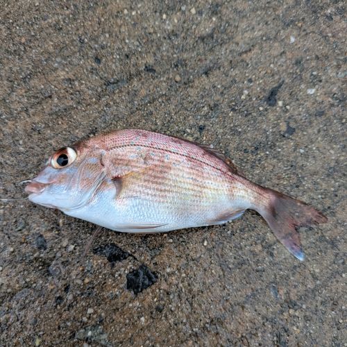 チャリコの釣果