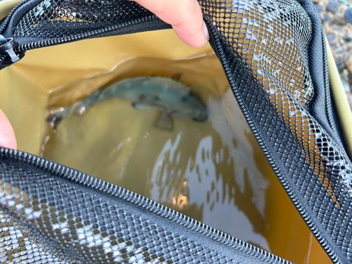 メジナの釣果