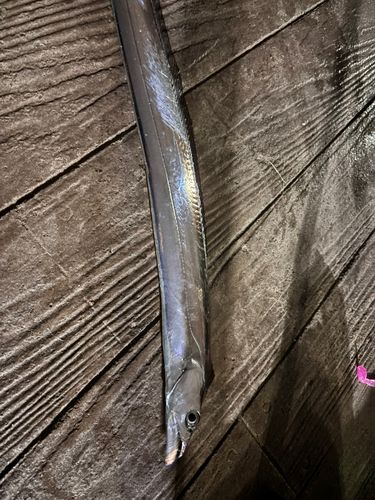 タチウオの釣果