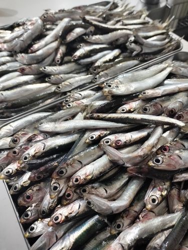 カタクチイワシの釣果