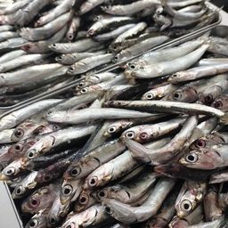 カタクチイワシ
