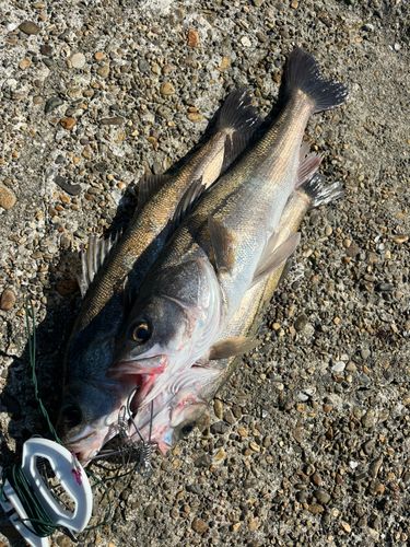 スズキの釣果