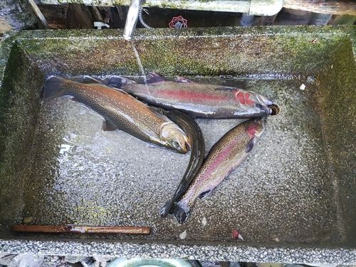 ニジマスの釣果