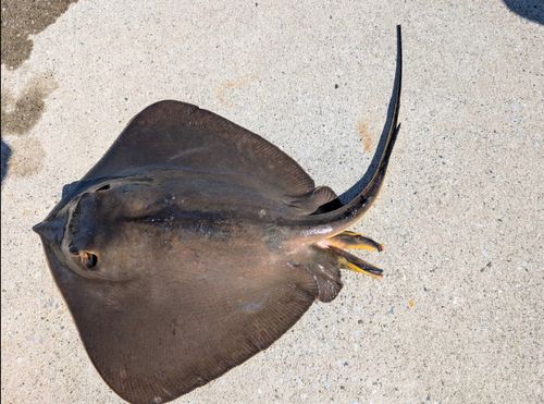 エイの釣果