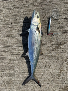 サゴシの釣果