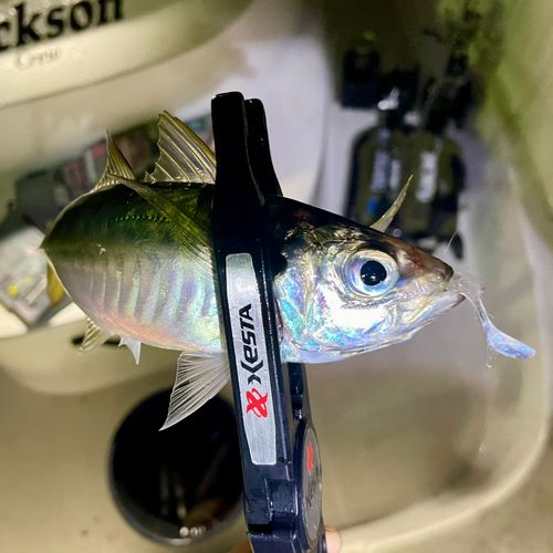 マアジの釣果