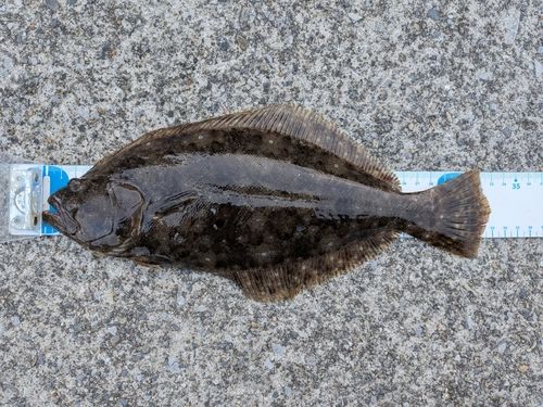 ヒラメの釣果