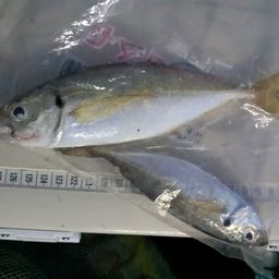 アジ