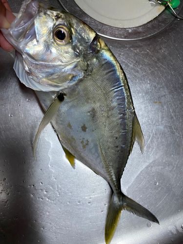 メッキの釣果