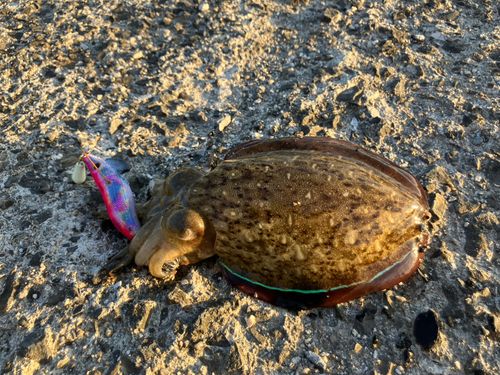 モンゴウイカの釣果