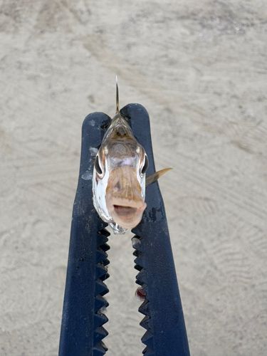 ヒイラギの釣果