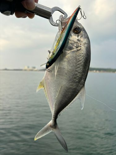 メッキの釣果