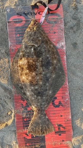 ヒラメの釣果