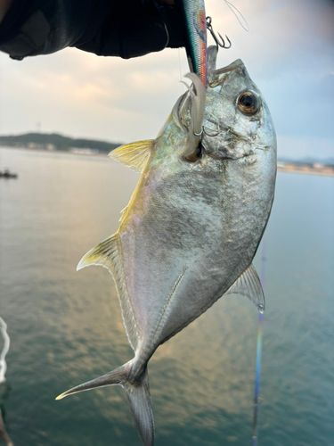 メッキの釣果