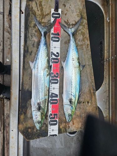 サワラの釣果