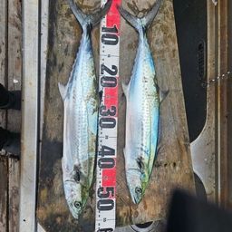 サワラ