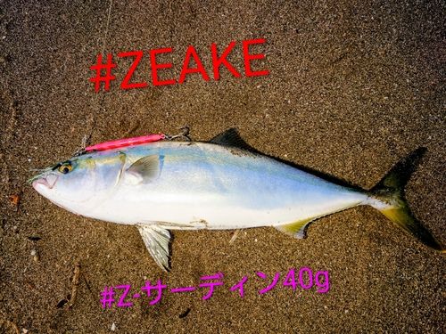 イナダの釣果