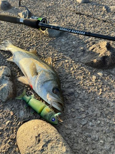 シーバスの釣果
