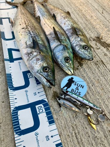 サゴシの釣果